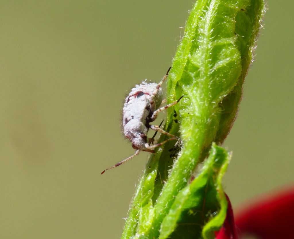 Miridae: Deraeocoris sp. (Nymph)