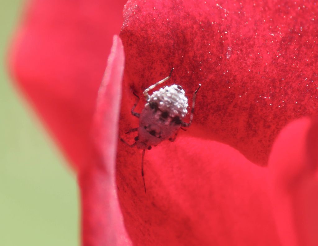 Miridae: Deraeocoris sp. (Nymph)