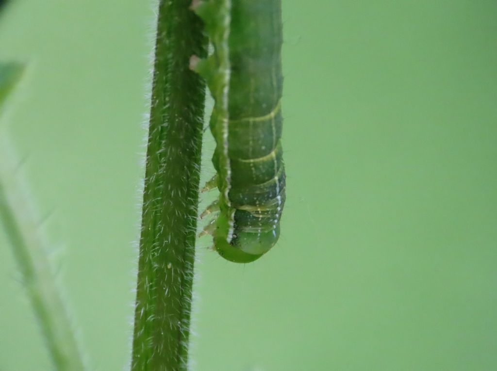 Bruco da identificare: Orthosia (Semiophora) gothica - Noctuidae