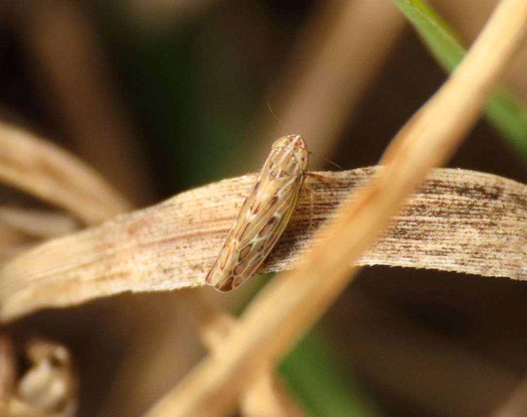 Cicadellidae da identificare