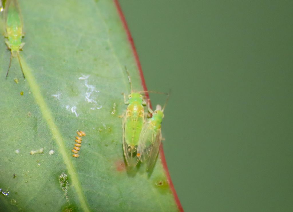 Stenorrhyncha da identificare