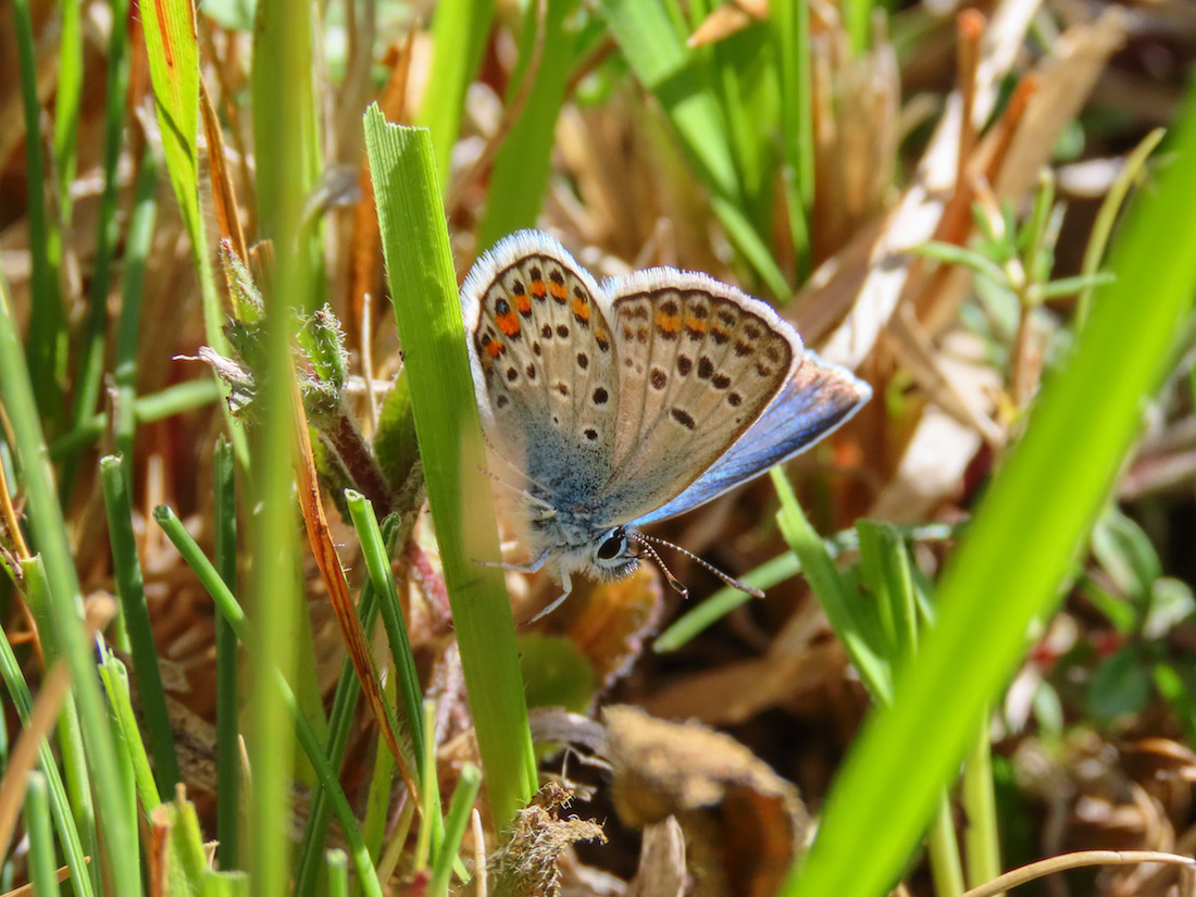 Plebejus ... argus