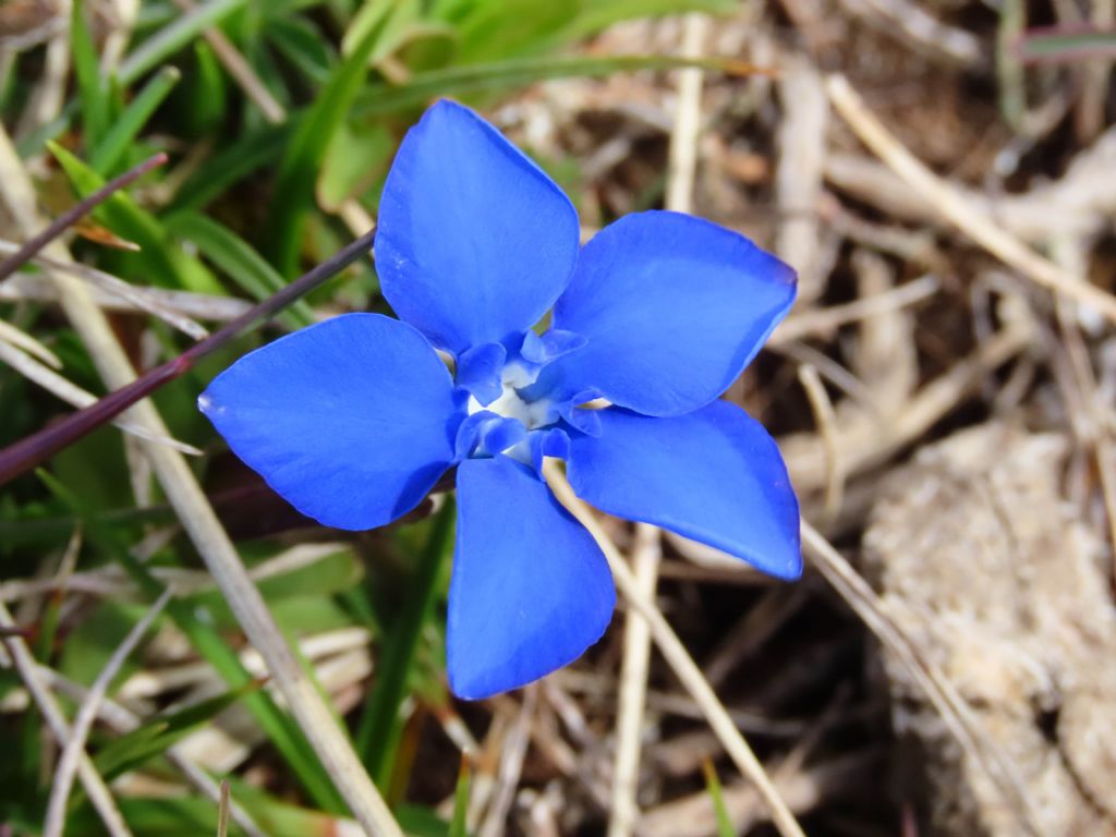 Gentiana da identificare