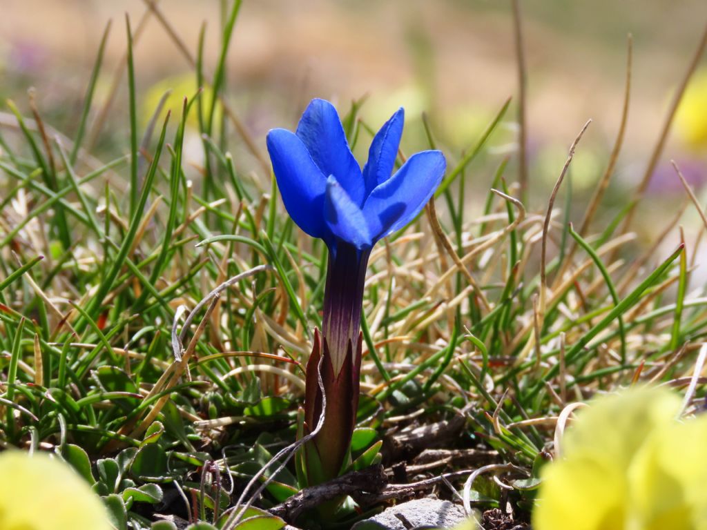 Gentiana da identificare