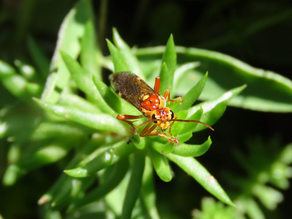 Tenthredinidae da identificare: Tenthredopsis sp.