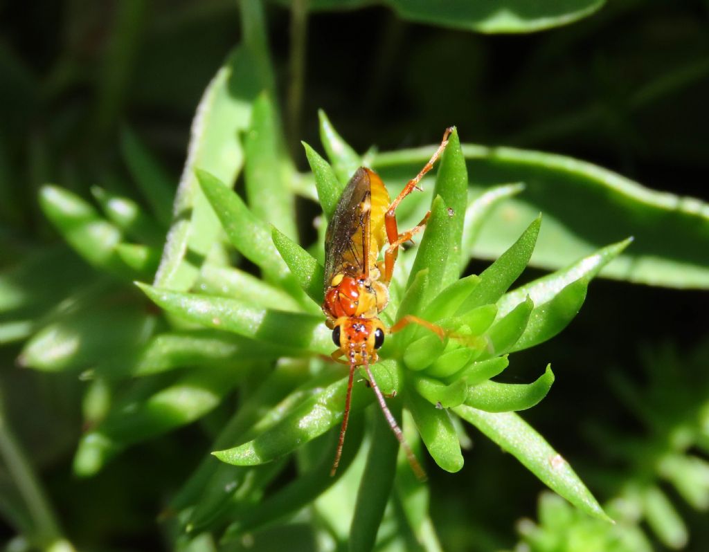 Tenthredinidae da identificare: Tenthredopsis sp.