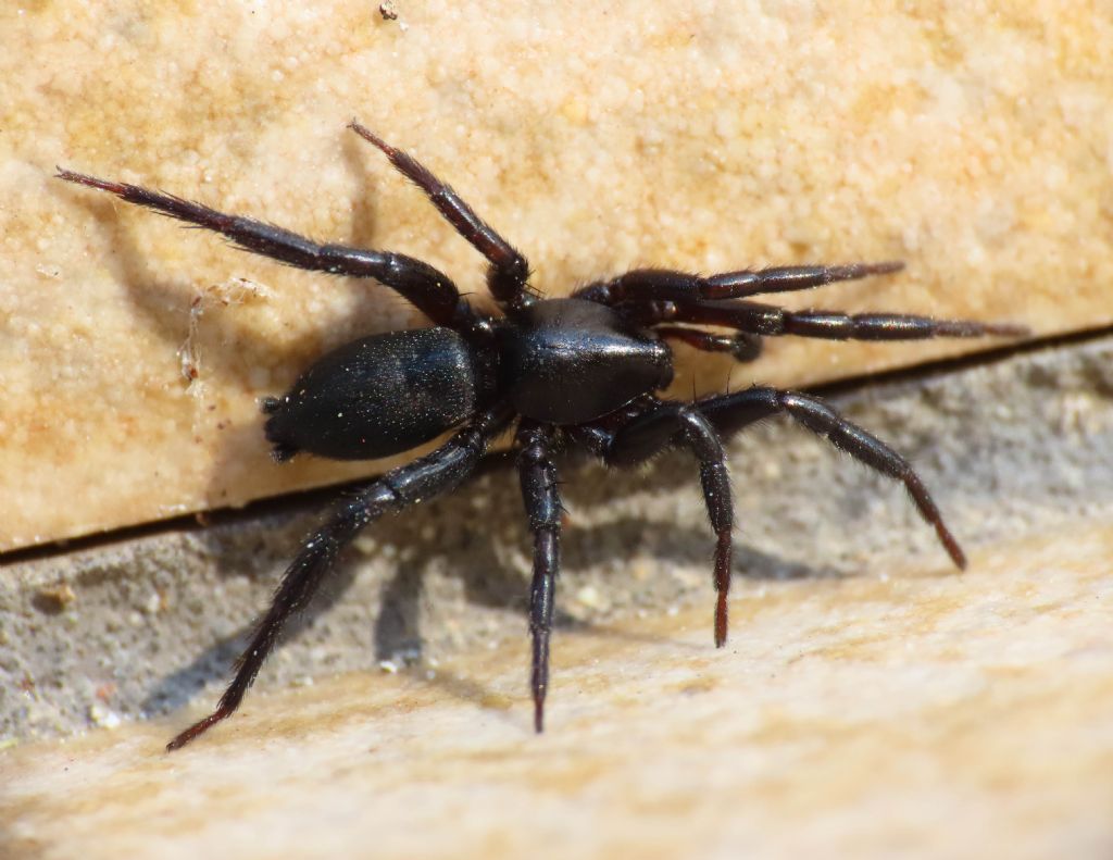 Gnaphosidae da identificare