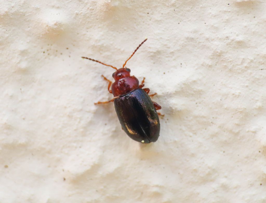 Chrysomelidae: Podagrica sp. (cfr. malvae)