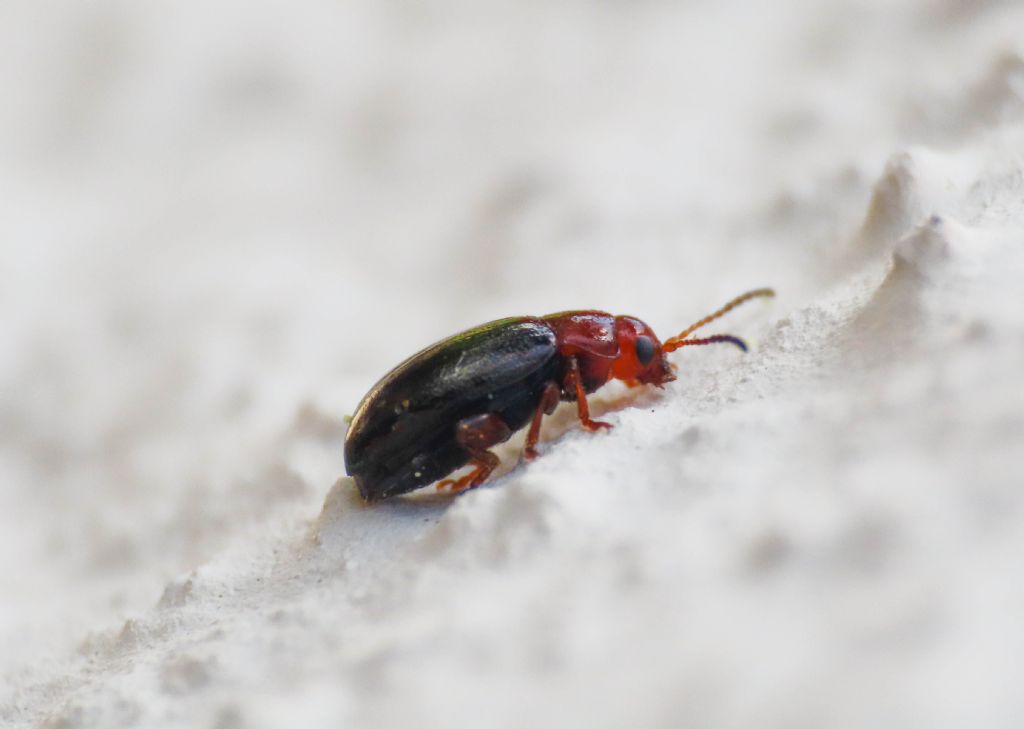 Chrysomelidae: Podagrica sp. (cfr. malvae)