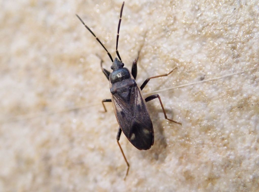 Lygaeidae: Eremocoris sp.?  No, Eremocoris fenestratus