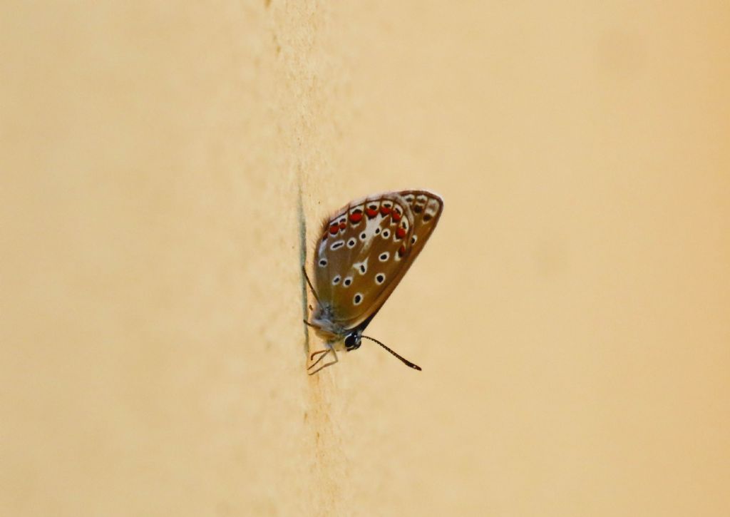 Lycaenidae da identificare: Polyommatus celina, femmina