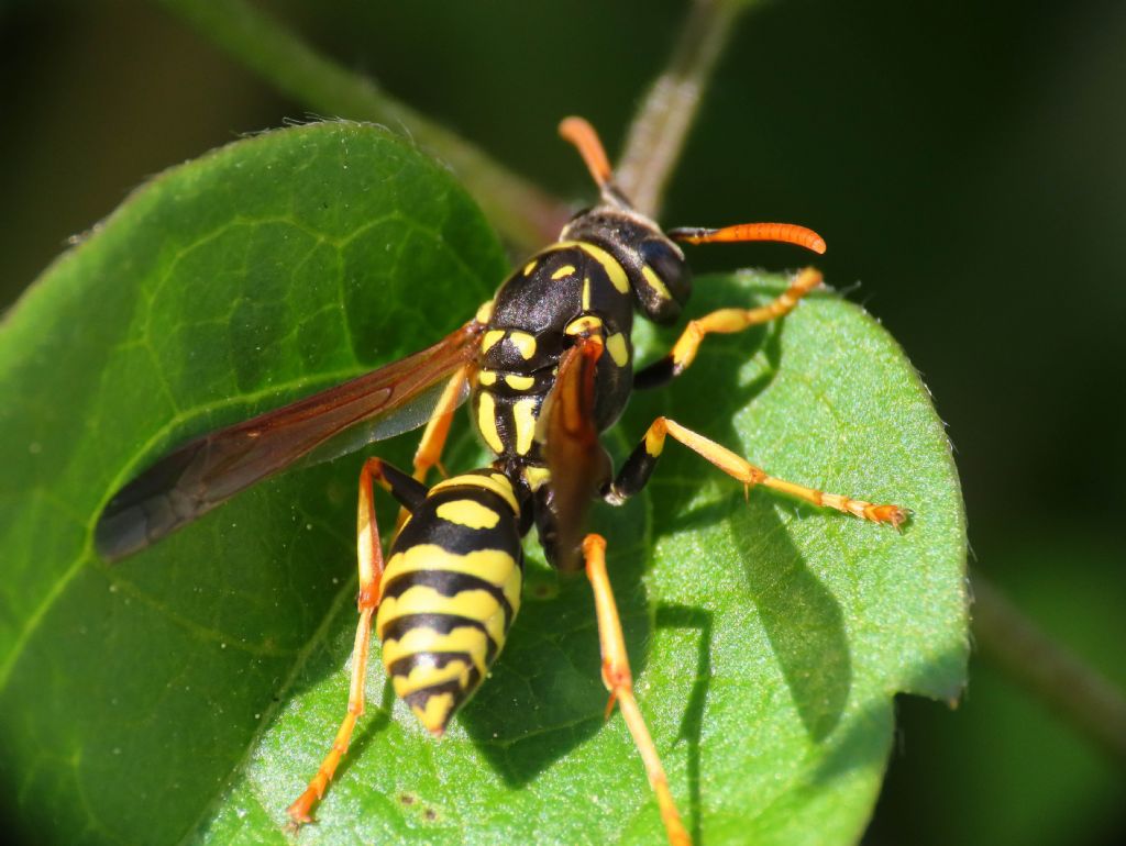 Vespidae: Polistes gallicus