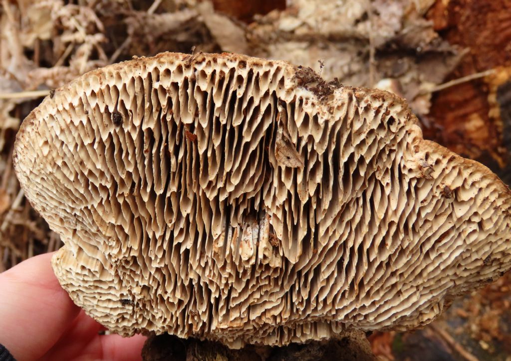 Fungo da identificare