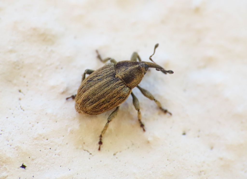 Curculionidae: Sibinia?    S, Sibinia pellucens