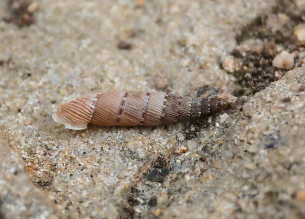 Papillifera papillaris?