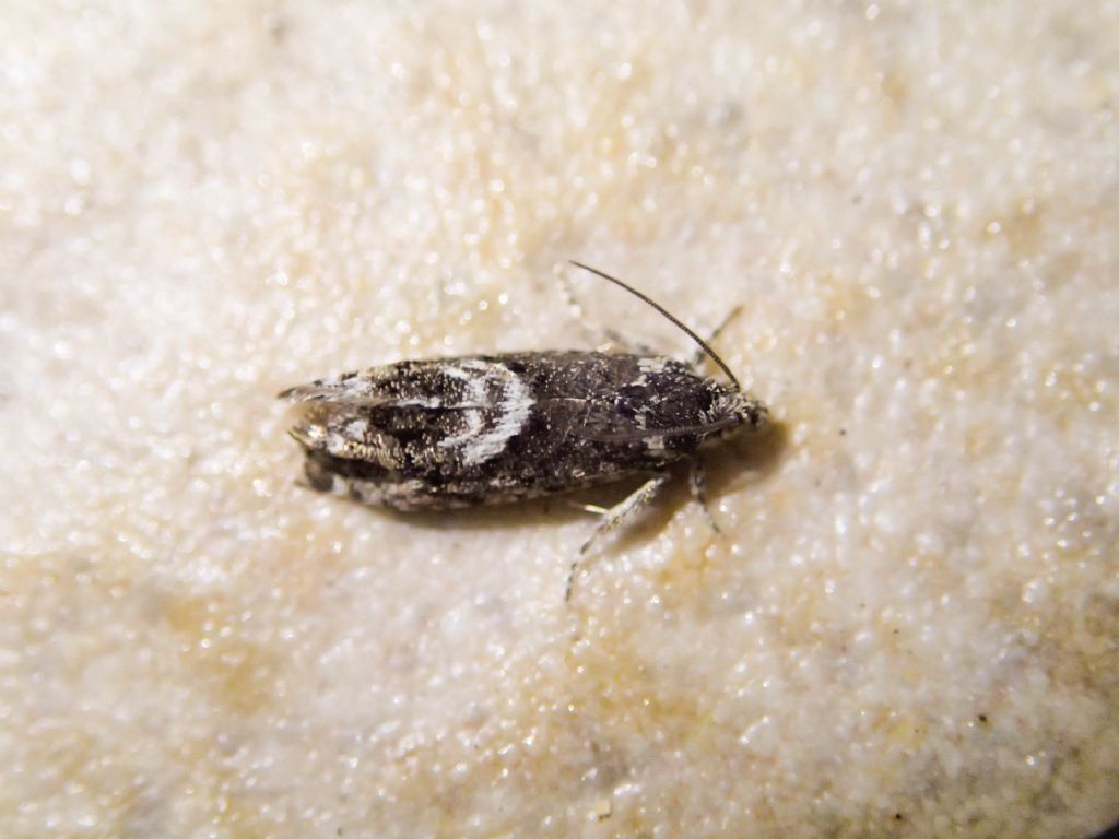 Tortricidae:  Grapholita cfr. discretana