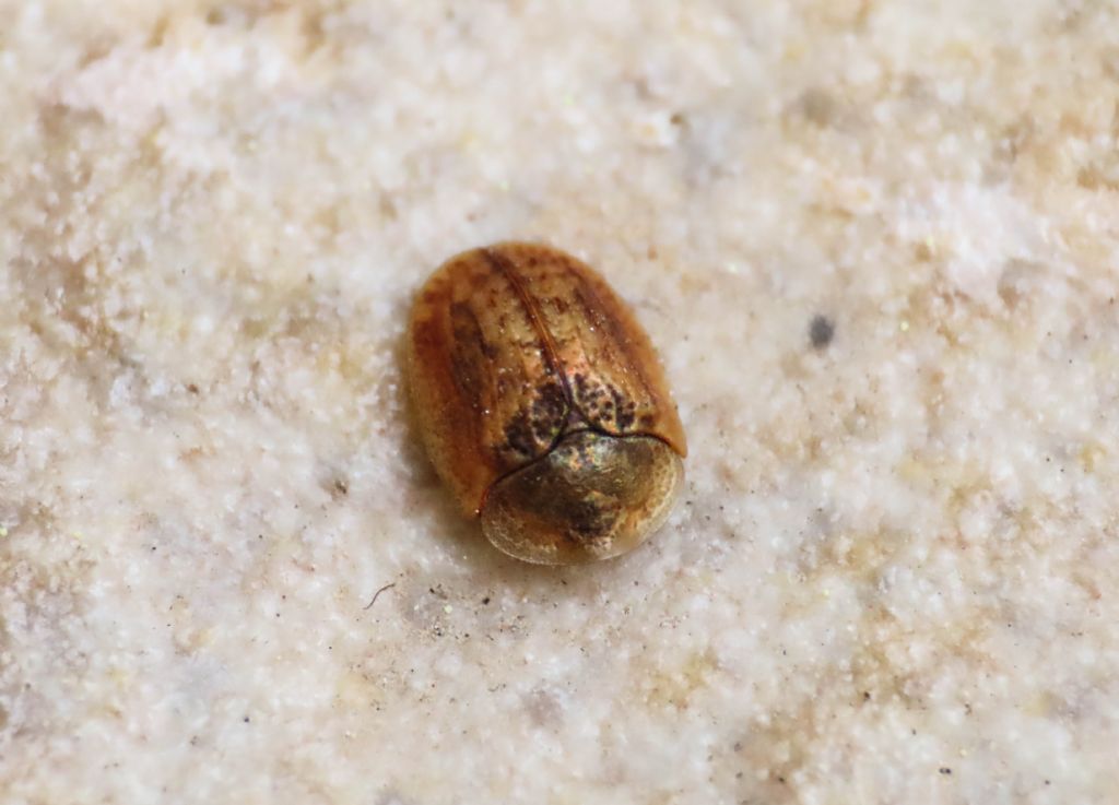 Chrysomelidae: Hypocassida cfr. subferruginea