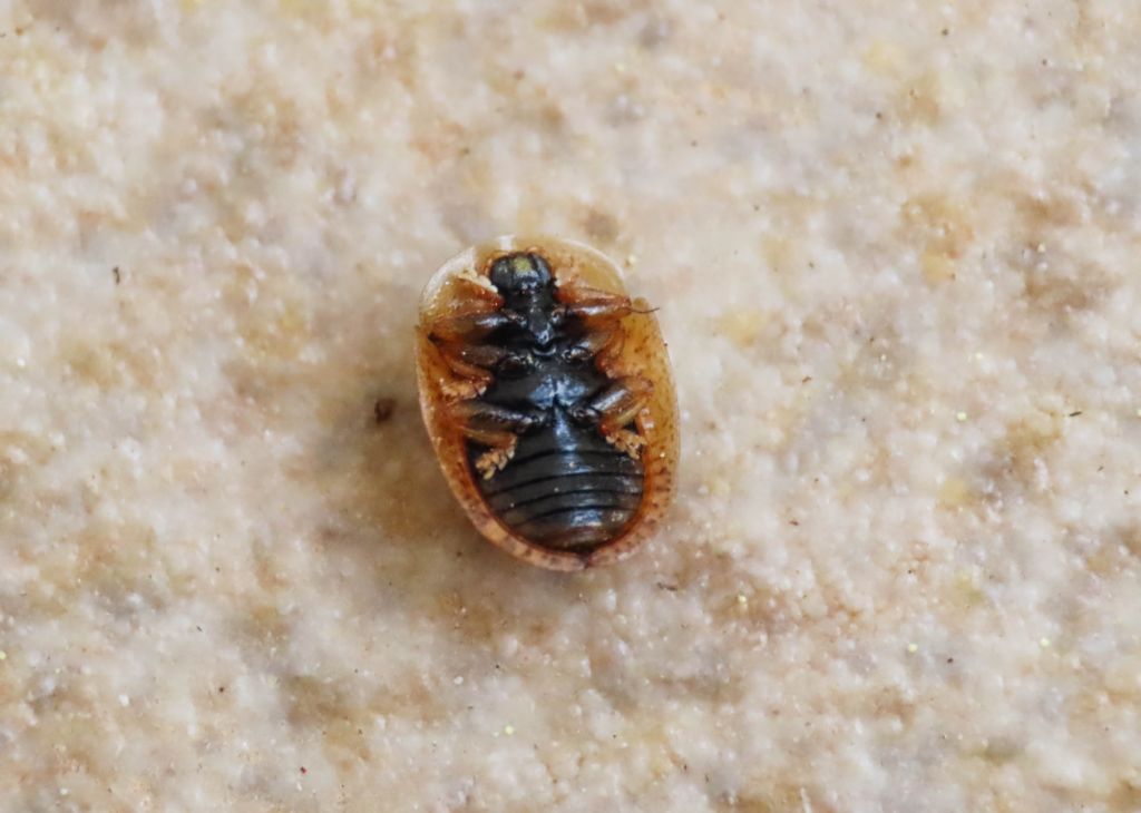 Chrysomelidae: Hypocassida cfr. subferruginea