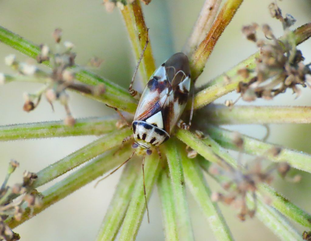 Miridae: Lygus pratensis