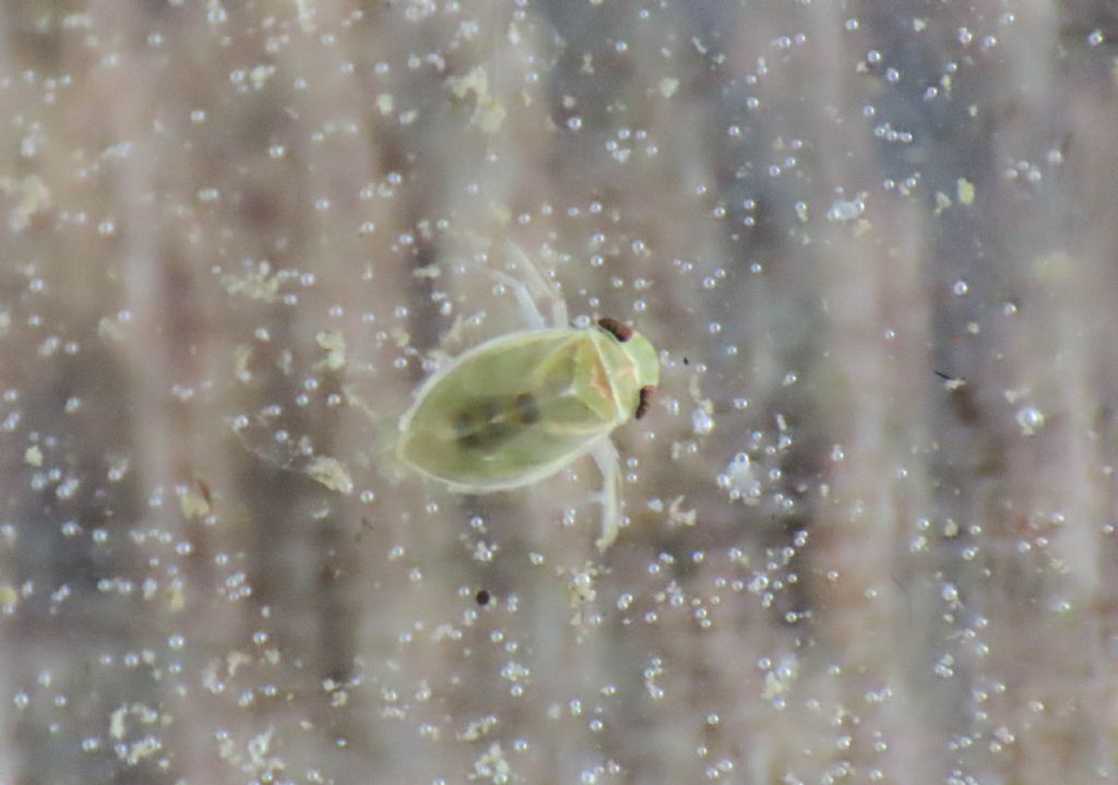 Corixdae: Micronecta sp.