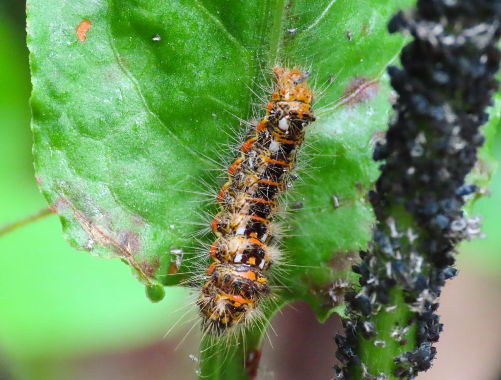 Bruco...di Noctuidae: Acronicta rumicis