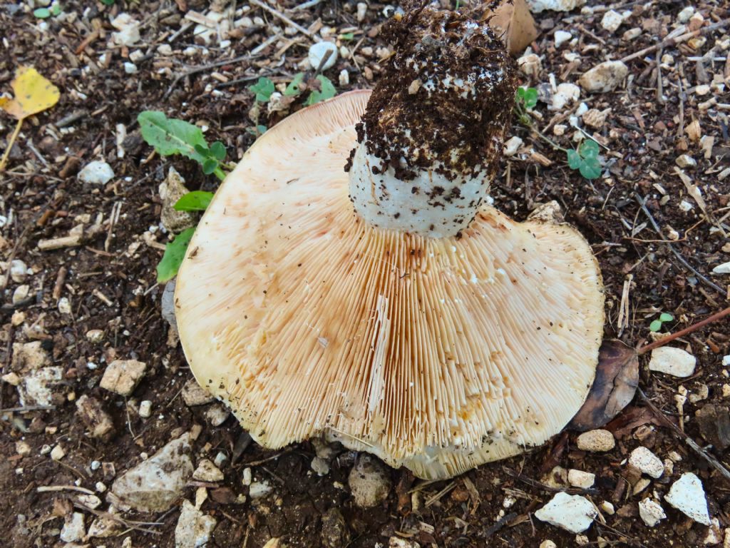 Russula? da identificare