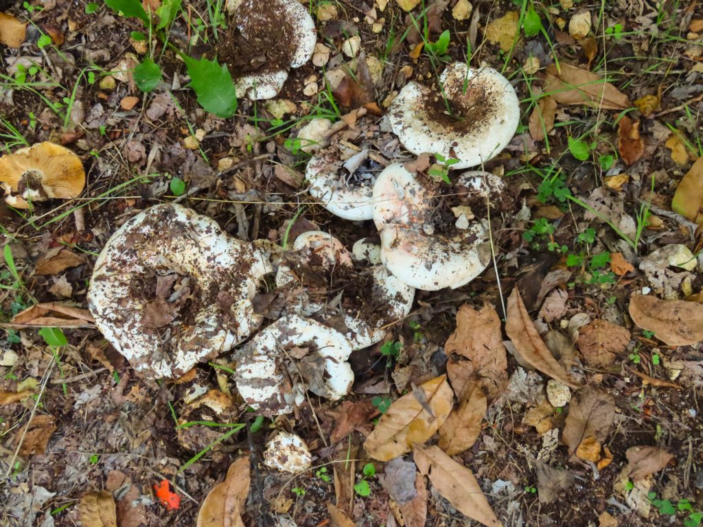 Russula? da identificare