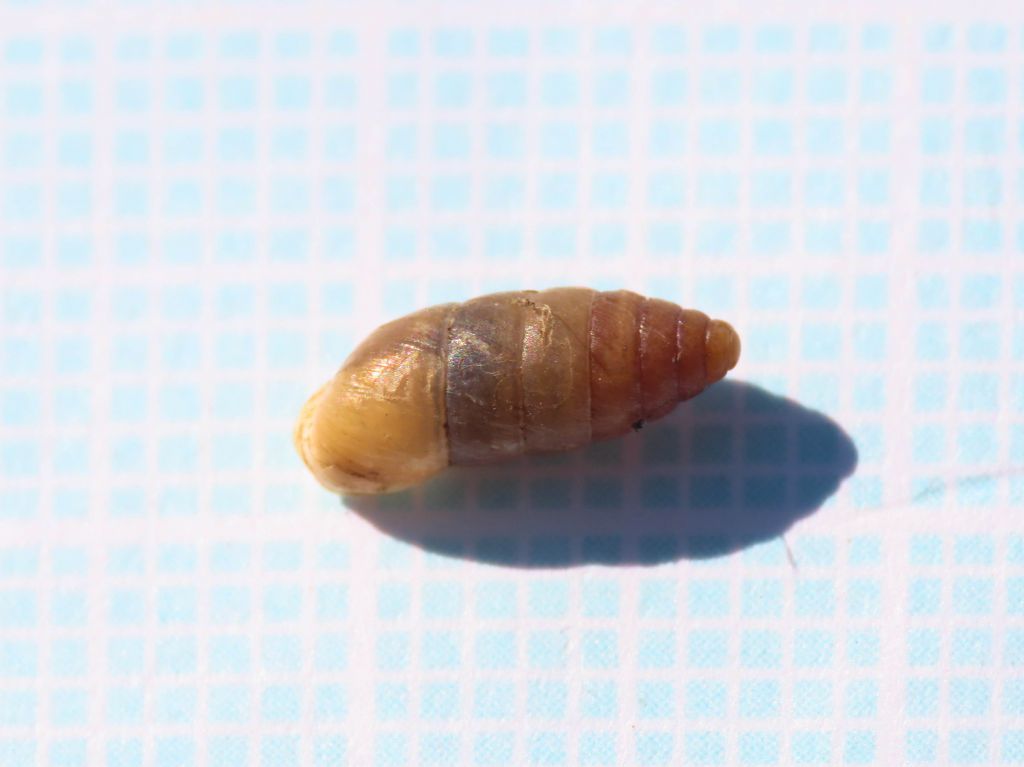 Gasteropode da identificare