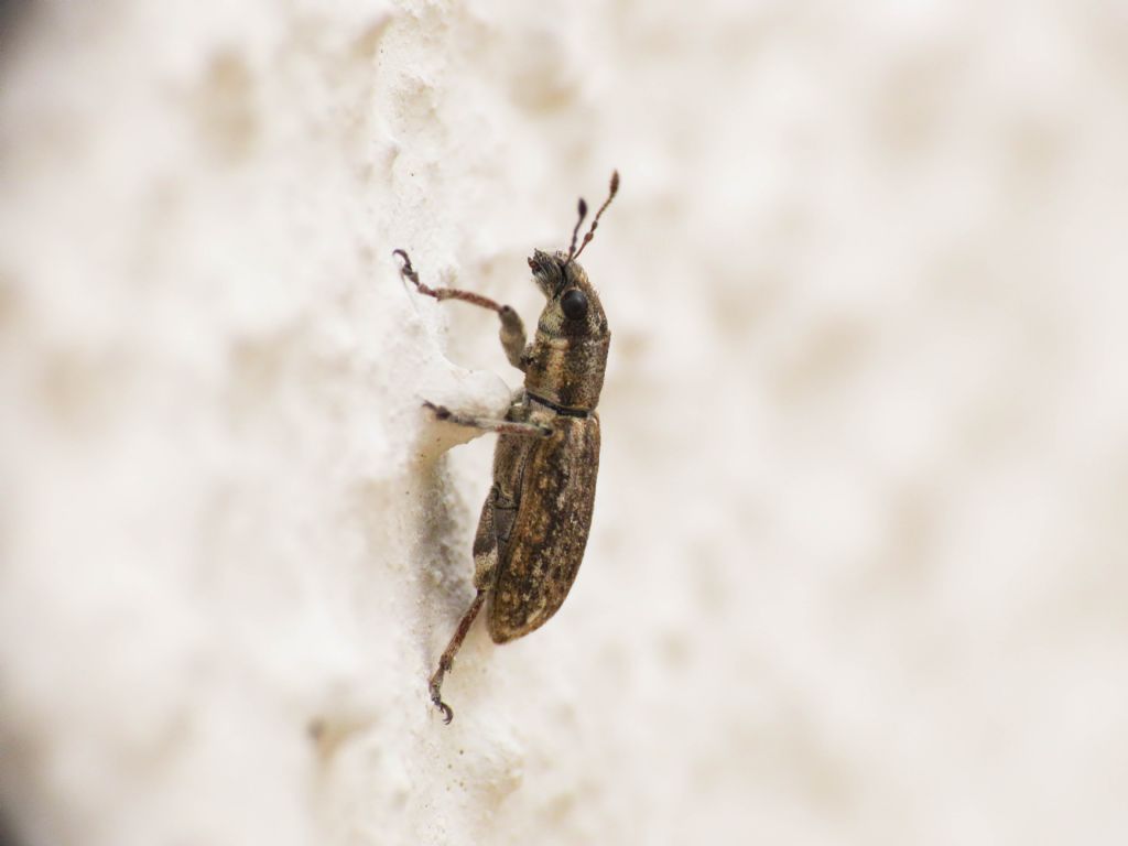 Curculionidae:  Sitona waterhousei