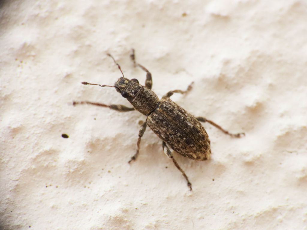 Curculionidae:  Sitona waterhousei