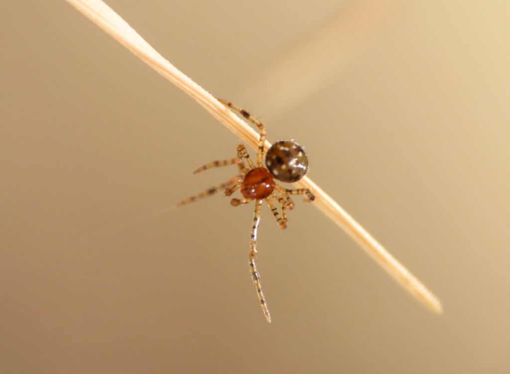 Giovane Neottiura herbigrada?