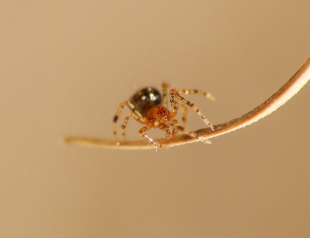Giovane Neottiura herbigrada?