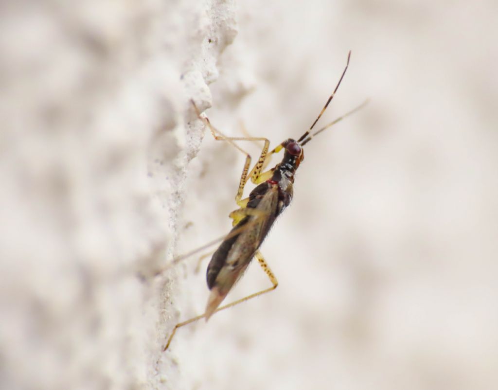 Miridae: Dicyphus hyalinipennis?  Dicyphus hyalinipennis o D. cerastii