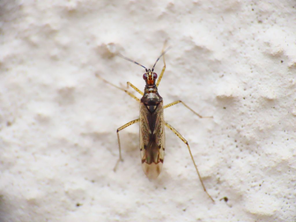 Miridae: Dicyphus hyalinipennis?  Dicyphus hyalinipennis o D. cerastii