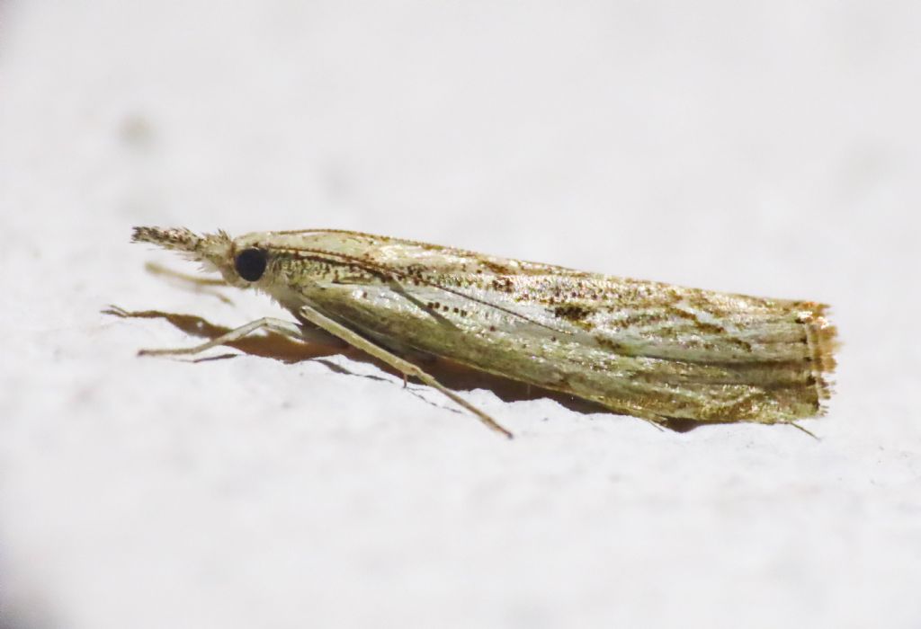 Crambidae:  Agriphila sp.