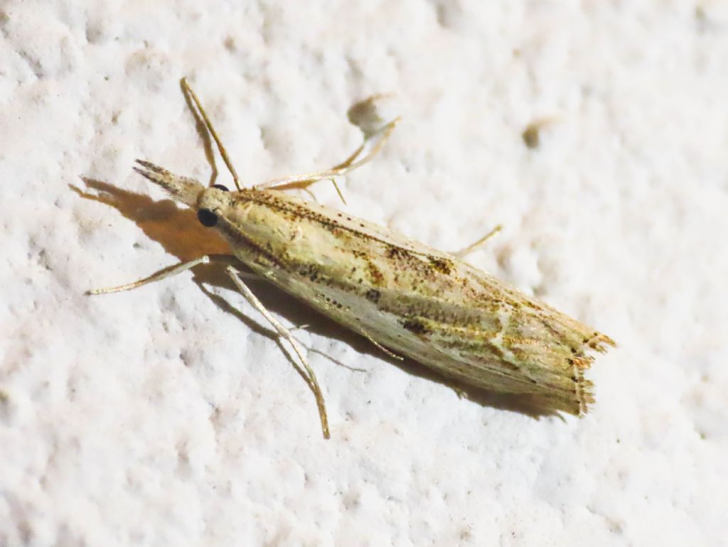 Crambidae:  Agriphila sp.