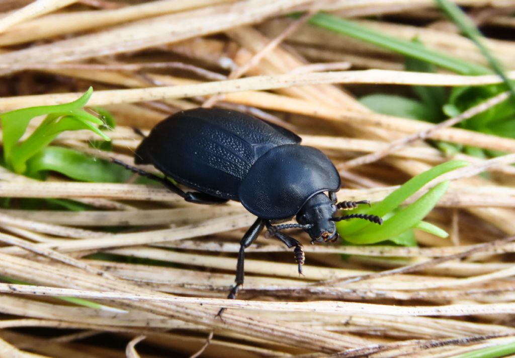 Silphidae:  Silpha obscura