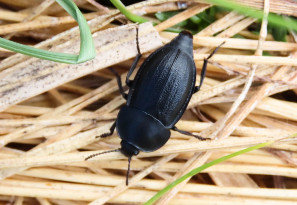 Silphidae:  Silpha obscura