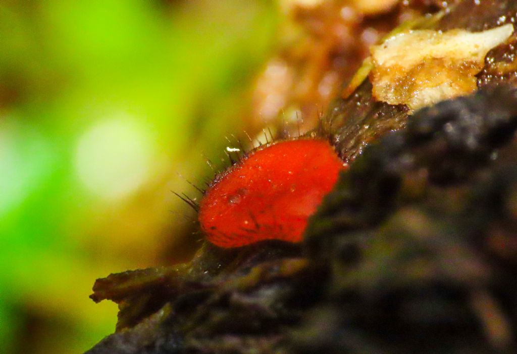 Fungo da identificare