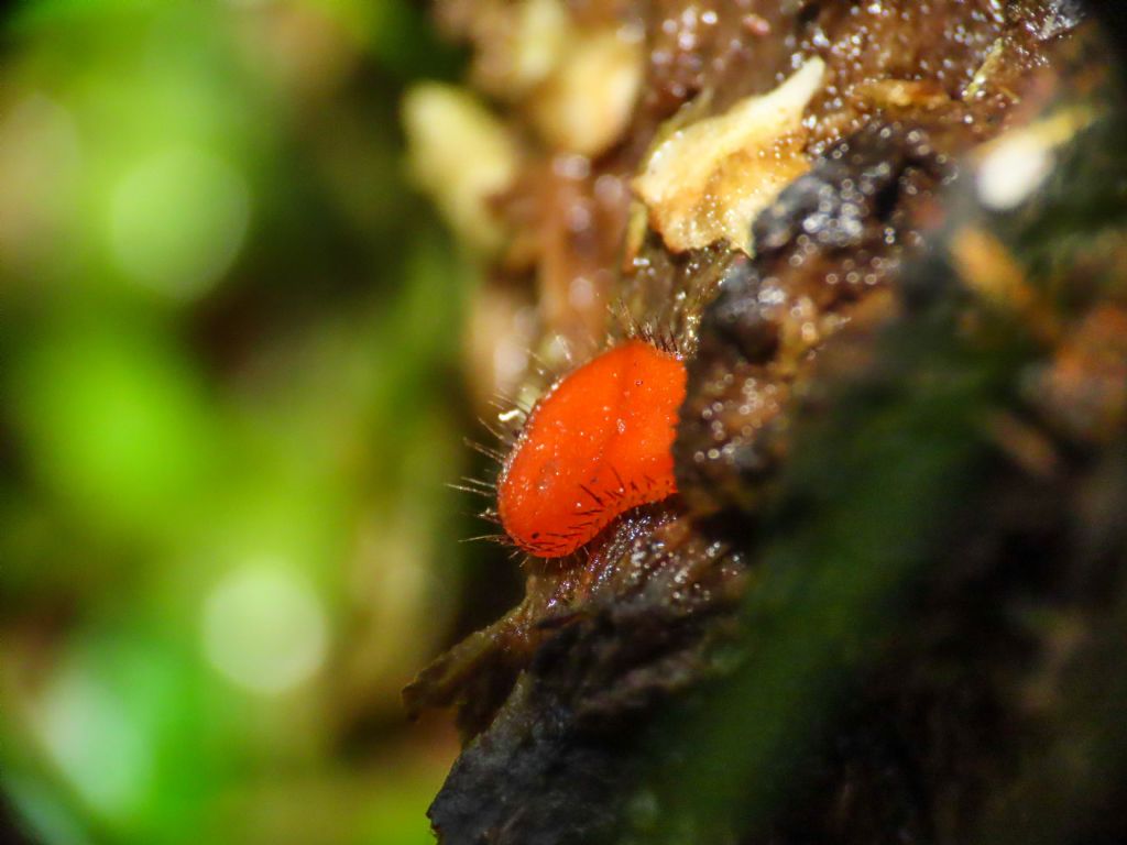 Fungo da identificare