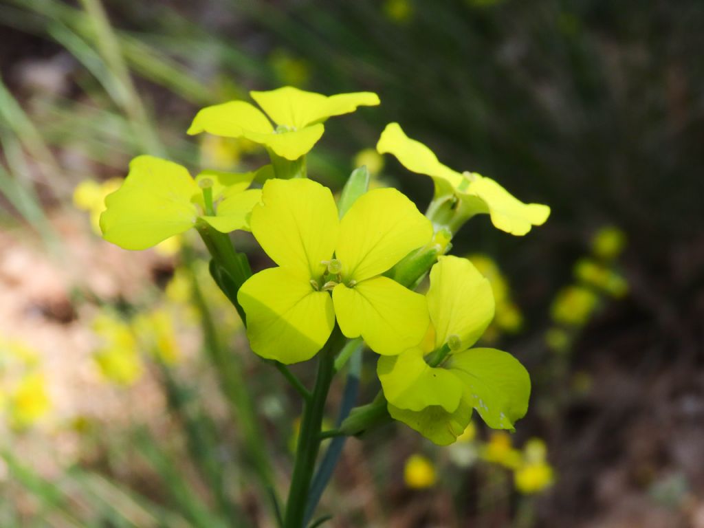Brassicacea Erysimum sp.