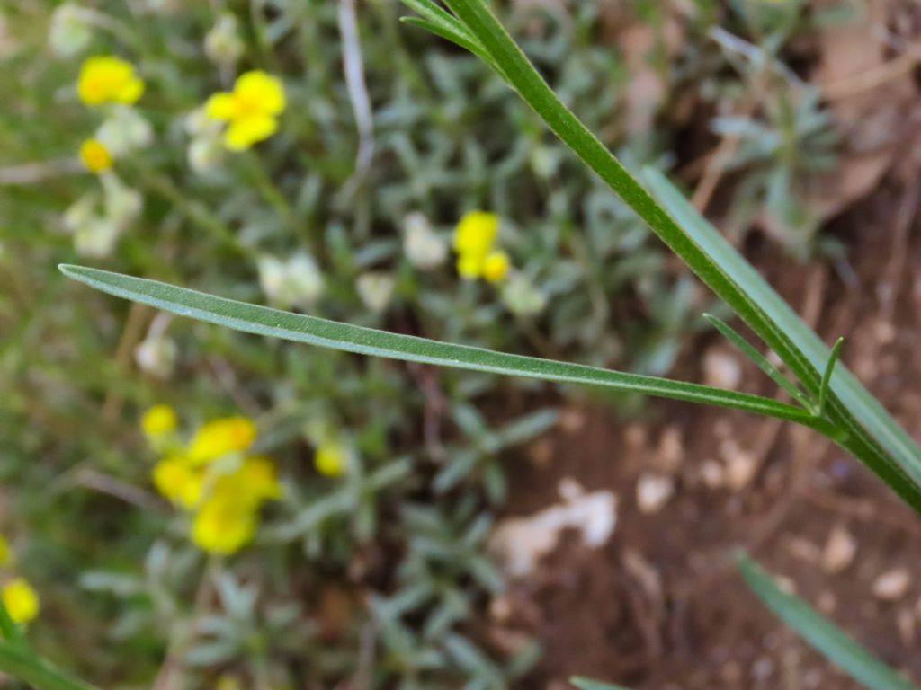 Brassicacea Erysimum sp.
