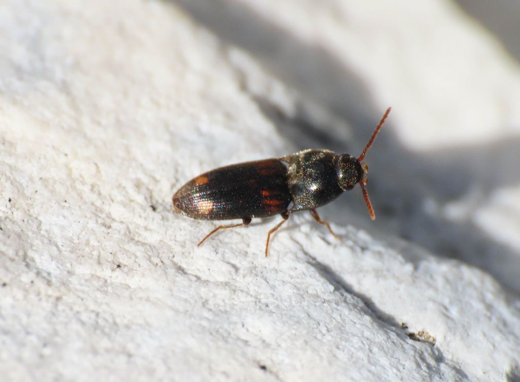 Elateridae: Drasterius bimaculatus