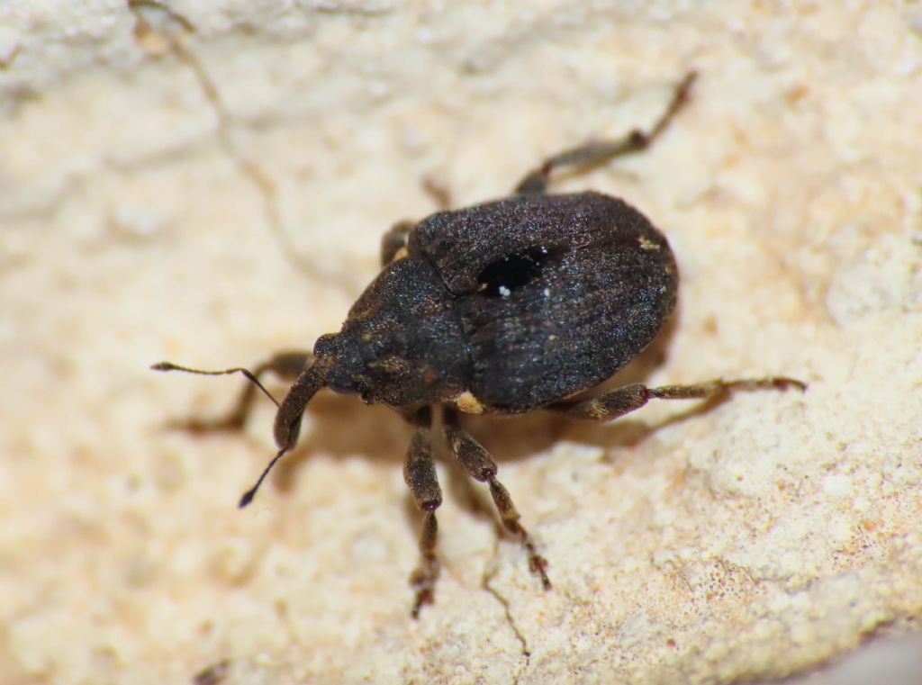 Curculionidae: Stenocarus cardui