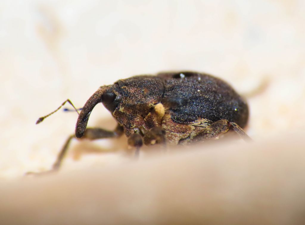 Curculionidae: Stenocarus cardui