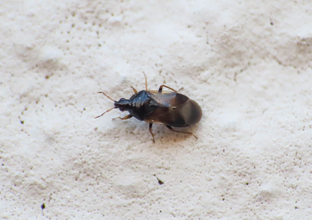 Anthocoridae: Orius laevigatus