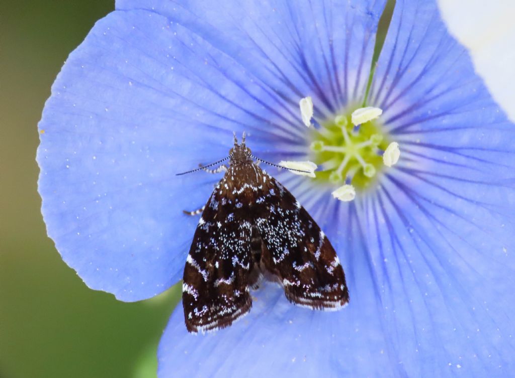 Prochoreutis? S,  Prochoreutis stellaris -  Choreutidae