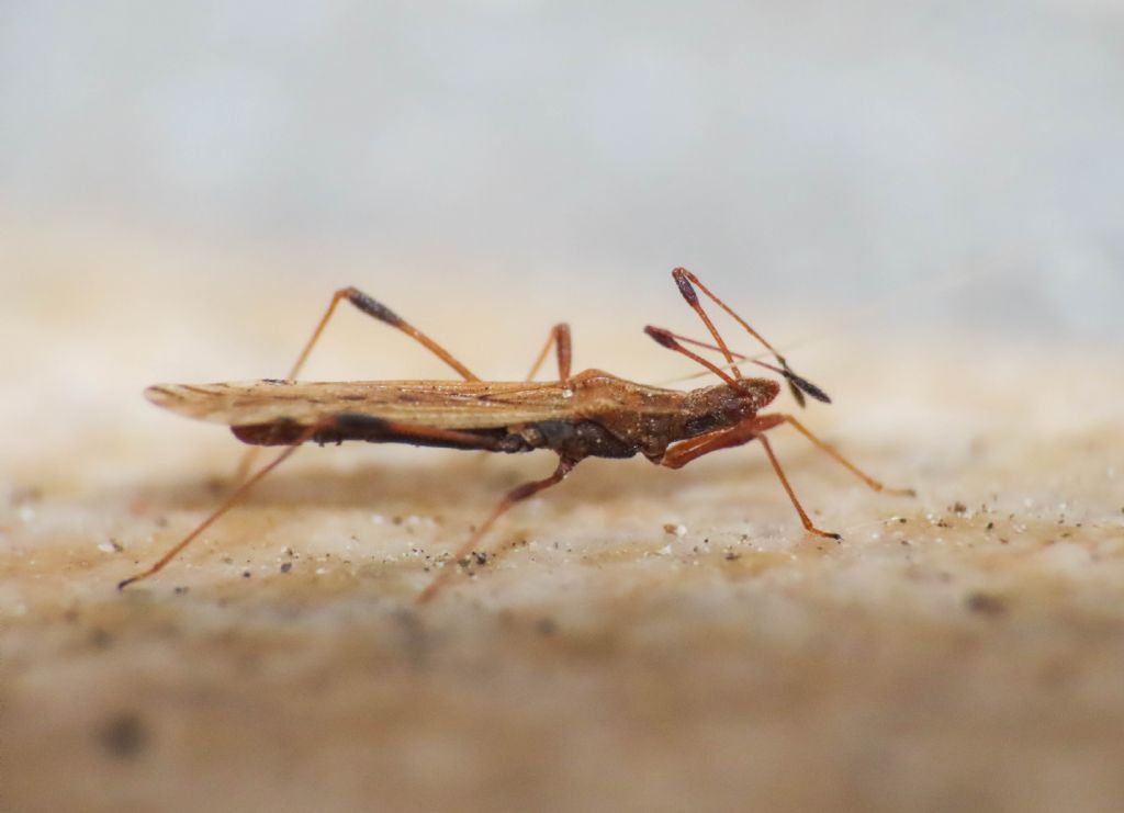 Berytidae: Berytinus montivagus