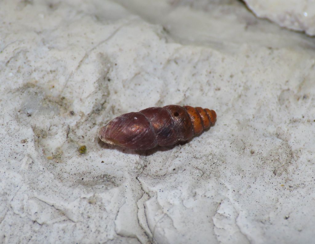 Gasteropode da identificare