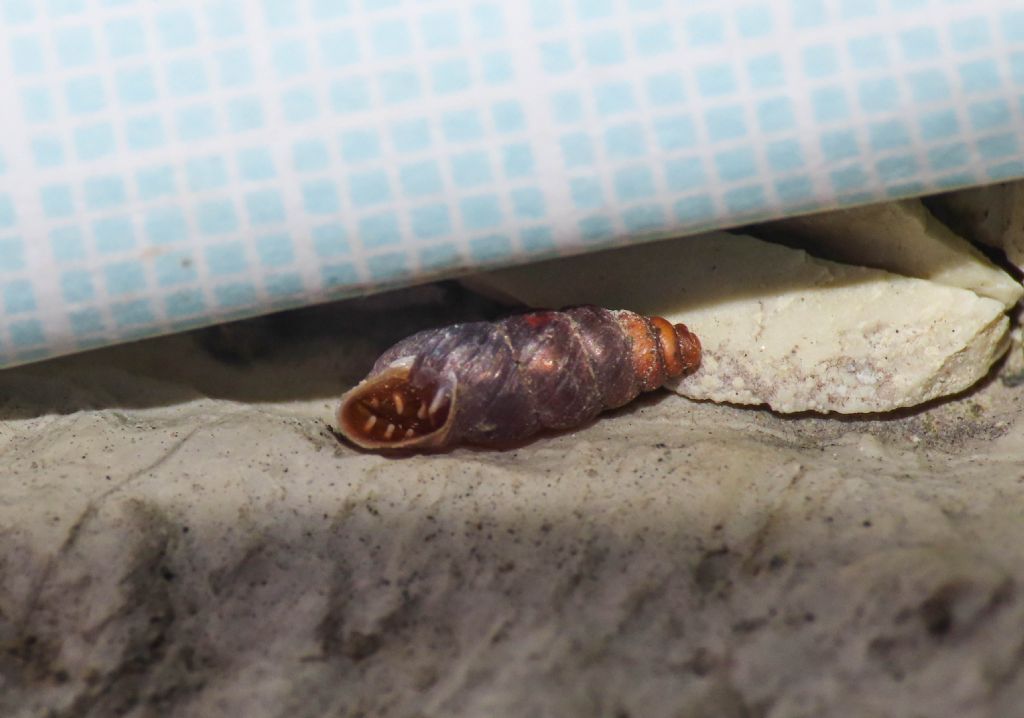 Gasteropode da identificare